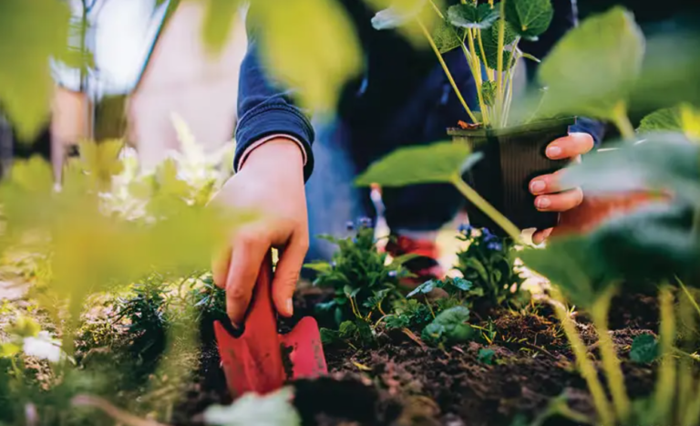 August in Bloom: The Secret Garden of Late Summer Delights